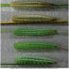 tr phryne larva5 volg2